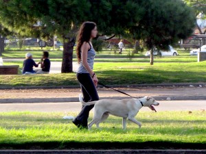pet sitters walk dog